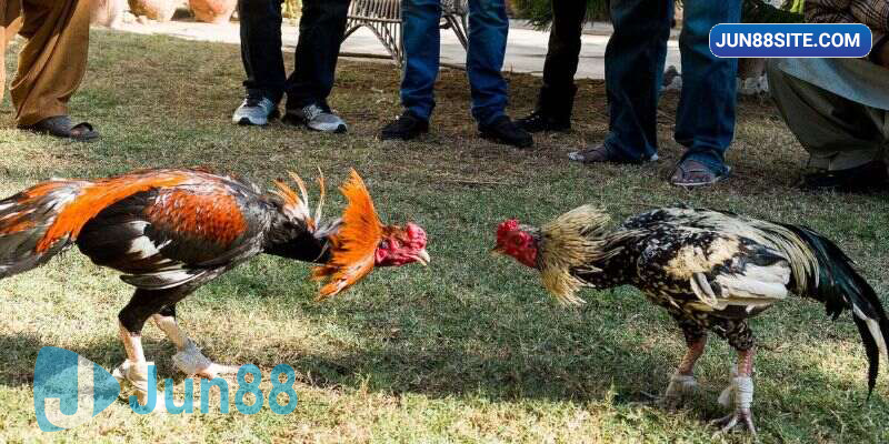 Mồi và cách thức vô mồi cho chiến kê