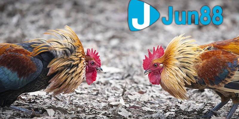 Lựa chọn địa chỉ Đá Gà trực tiếp Thomo 24/7 có đầy đủ giấy phép